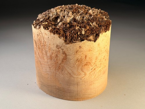 Spalted live edge burr - spalted,