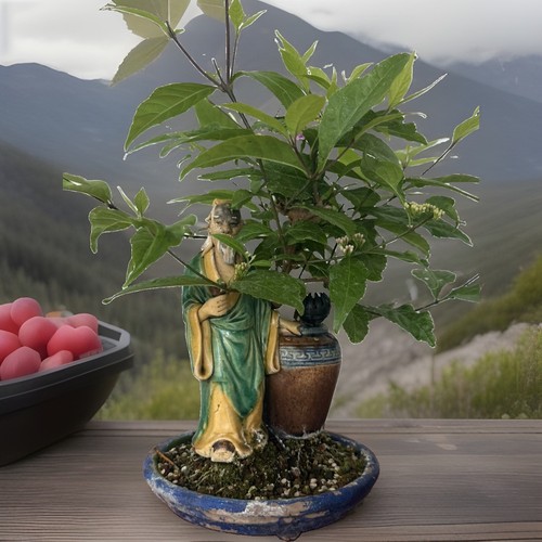 Bonsai tree japanese - tree, beauty
