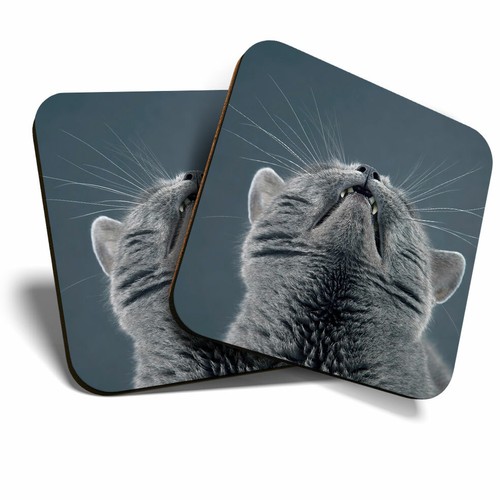 Coasters funny cute cat - 2, x