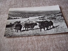 POSTCARD -- GALLOWAY CATTLE NEAR GATEHOUSE -OF-FLEET