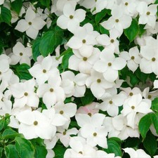 Cornus kousa Blue Shadow - Chinese Dogwood Grafted - Plant in 1 L Pot