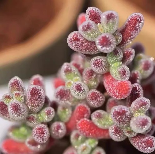 Drosanthemum eburneum seeds - drosanthemum,