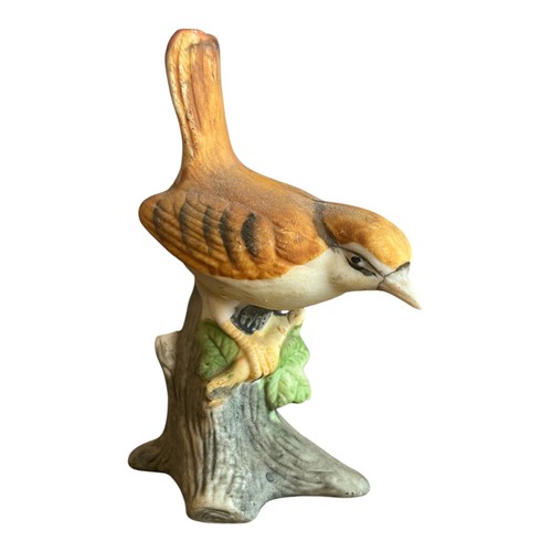 Dumpy wren bird - wren,