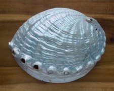 Very Large Natural Abalone Shell - Very beautiful