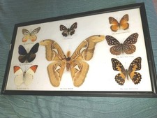 Vintage Cased Butterflies And Moths Entomology Taxidermy Display Atlas Moth Etc