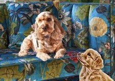 Cockerpoo,Greyhound , Lurcher