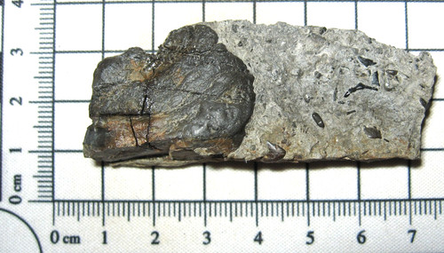 Triassic westbury rhaetian - triassic,