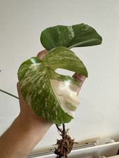 Monstera Albo Variegata Young
