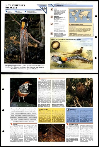 Lady amherst pheasant 205 - pheasant, #205