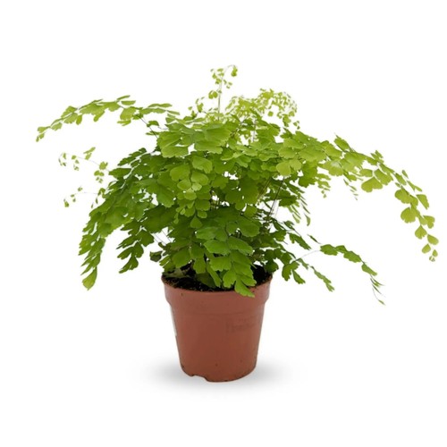 Adiantum fragrans maidenhair - adiantum,