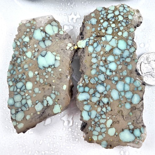 Gs1206 thick cut desert bloom - thick,