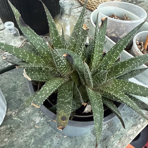 Aloe vera succulent - aloe,