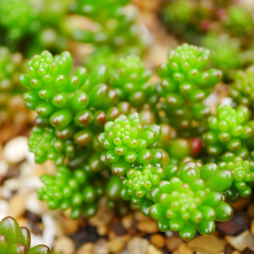 Sedum rubrotinctum redberry - sedum,