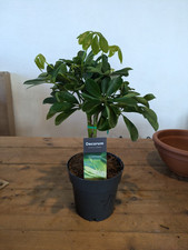 Schefflera Arboricola - Umbrella Tree | Easy Care