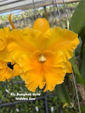 Rare Cattleya / Rlc. Bangkok