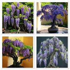 Wisteria Bonsai starter plants. Grown in the mountains, small leafs, HARDY