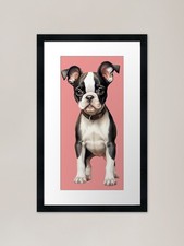 Boston Terrier Dog Puppy