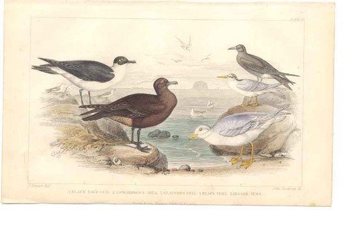 Original old antique print - original,