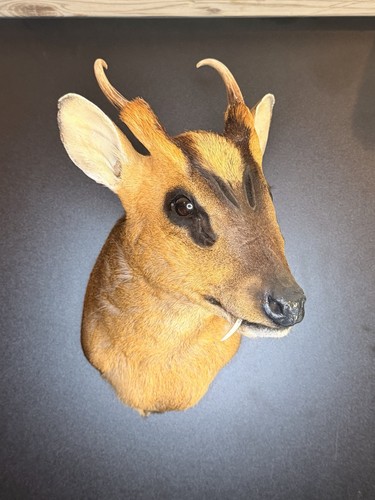 Muntjac deer shoulder mount - muntjac,