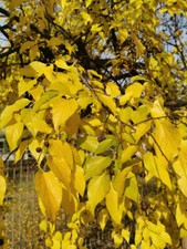 Common hackberry celtis - hackberry,,