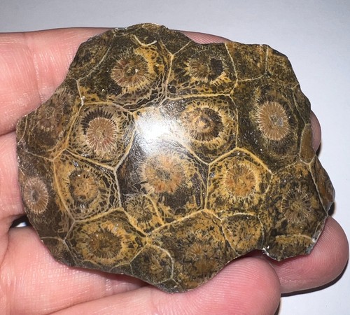 Moroccan pre dinosaur fossil - pre,