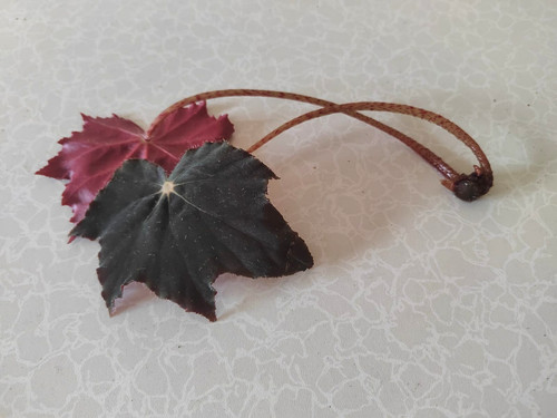 Black fang begonia - fang,