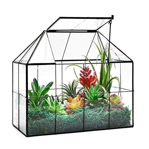 Large glass house plant - large,