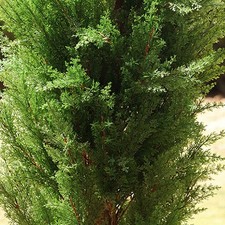 10 * OUTDOOR TOPIARY TREE