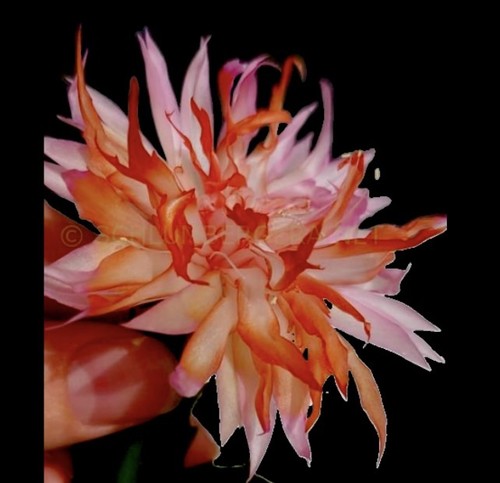 Schlumbergera pink - -,