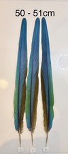 Parrot Macaw Feather Crafts