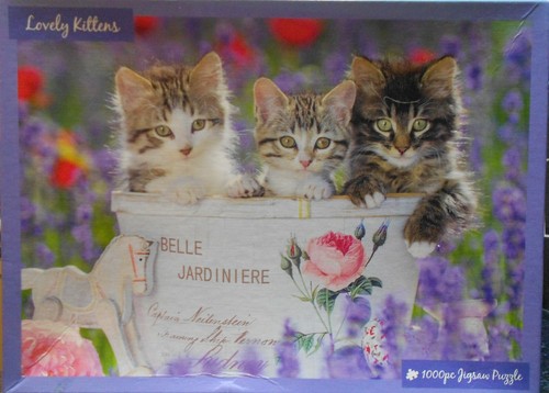 Lovely kittens 1000 - kittens,