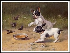 FRENCH BULLDOG PUPS AND BIRDS