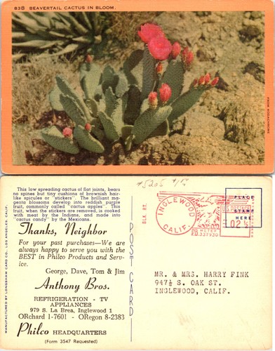 Beavertail cactus bloom - in,