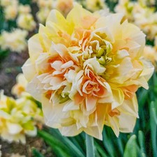 Daffodil Flower Bulbs 10 All