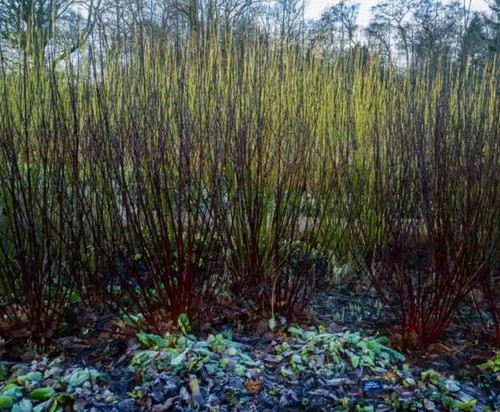 Large pots cornus - -in,