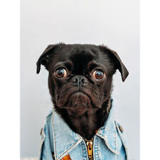 Deluvio Pug Puppy Dog in Jacket Large Canvas Wall Art Print