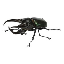 Bandai  Rhinoceros Beetle 06