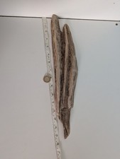 4929#  DECORATIVE DRIFTWOOD