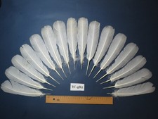 16 Pcs White Turkey Tail