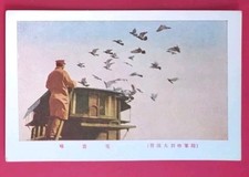 JAPANESE ARMY military pigeon