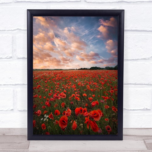 Poppy field sweden - field,