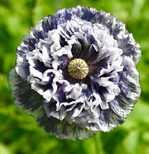 Award Winning Grey Poppy -