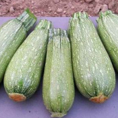 Gray zucchini summer squash - summer,