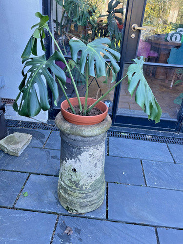 Buff victorian chimney pot - buff,