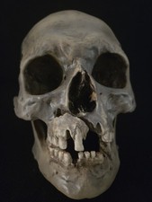  Human Skull Replica with