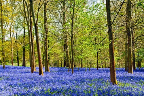 Bluebell woods bluebells greys - bluebells,