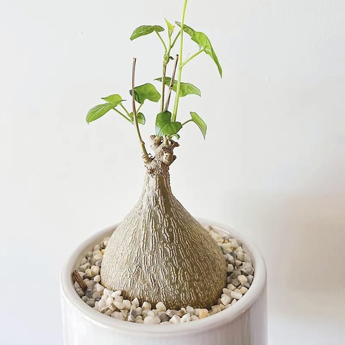 6cm succulent cactus - succulent, plant