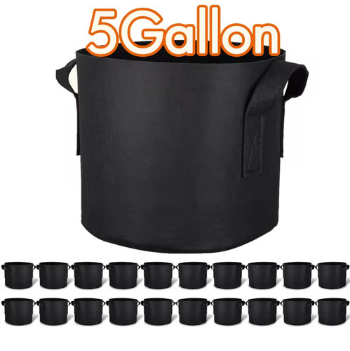 Pack gallon plant - 5,