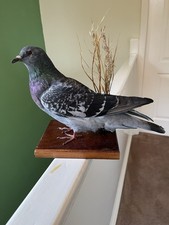 Taxidermy Pigeon This Is Not A Protected Species