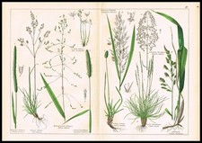 1887 Antique Botanical